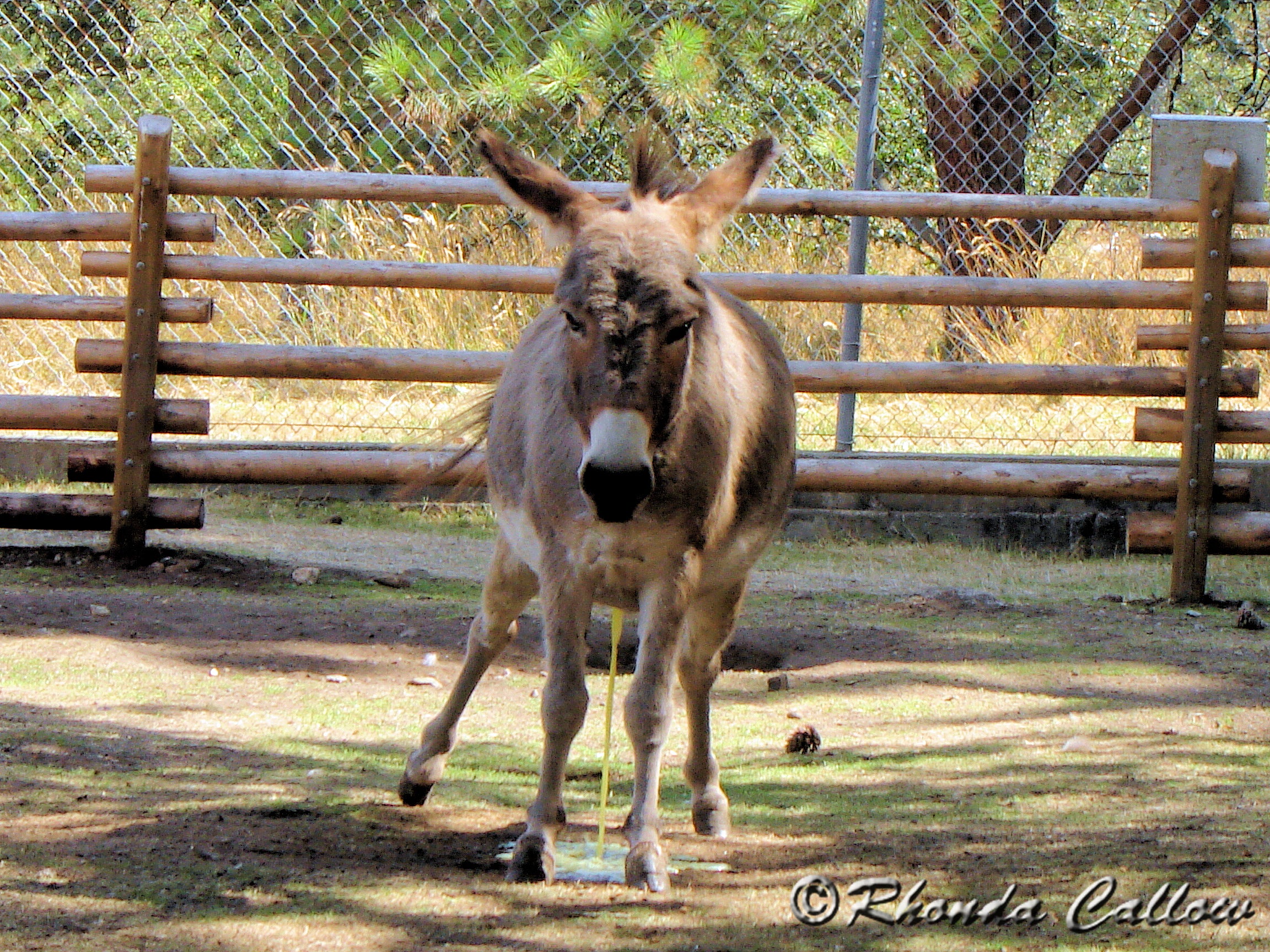 Funny animal photo of a donkey peeing at the Beacon Hill Petting Zoo in Victoria, BC, Canada