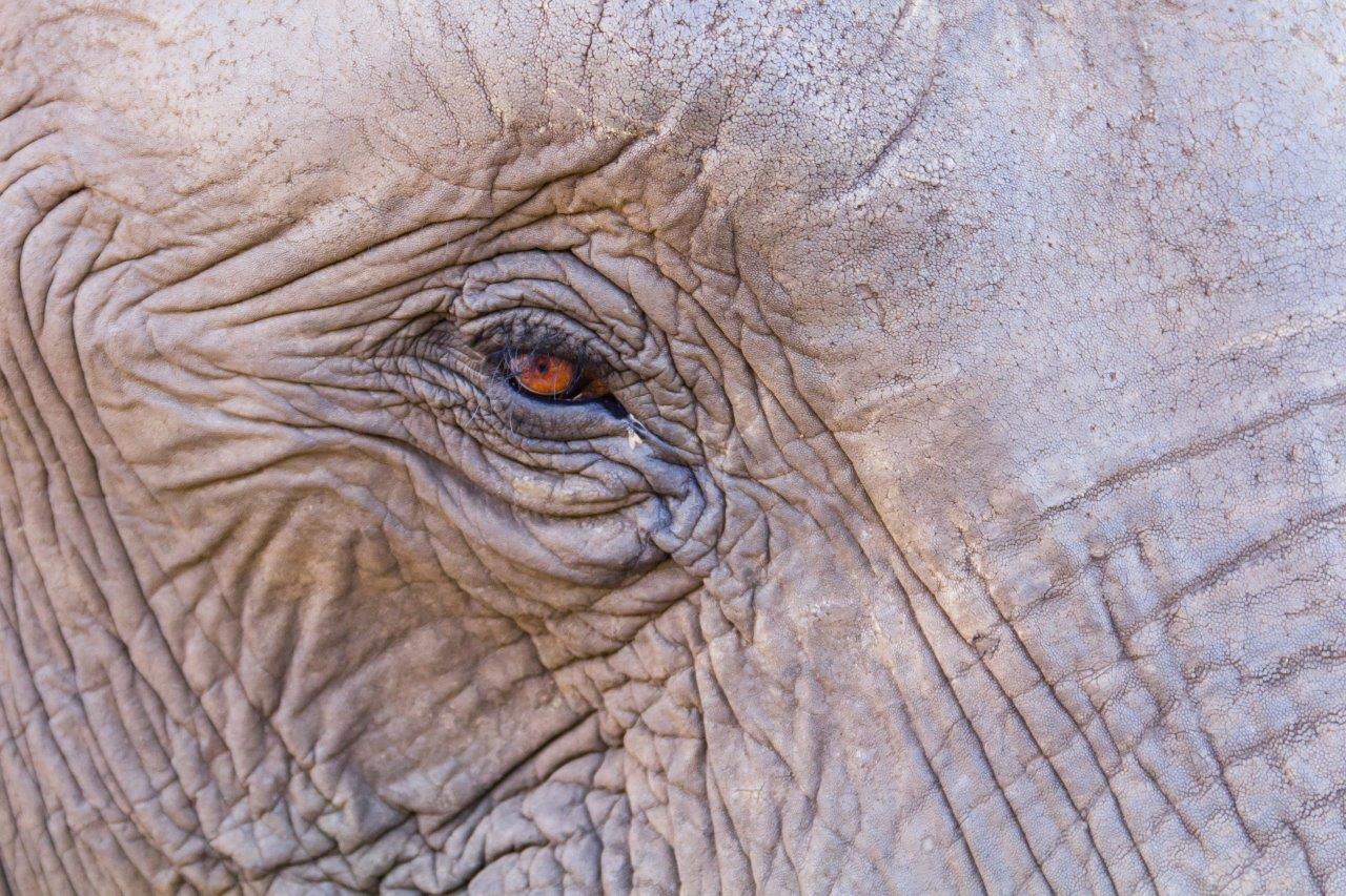 Close-up photo of an elephant's eye and deeply wrinkled skin, illustrating how to add texture to photographs