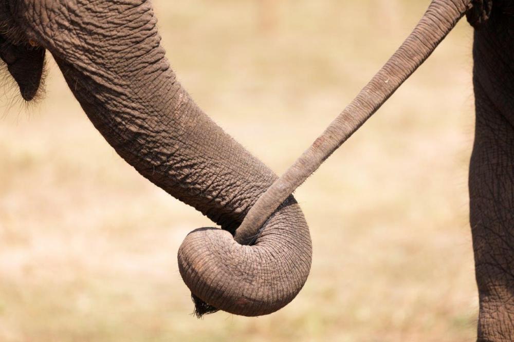 Close-up of an elephant trunk holding the tail of another elephant