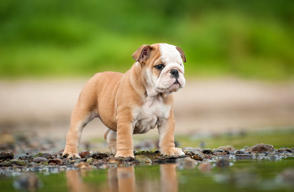 English bulldog puppy on the shore of a lake with a shallow depth of field