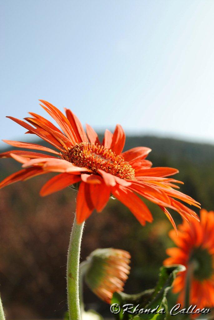Close-up of bright orange flower with mountains in the background