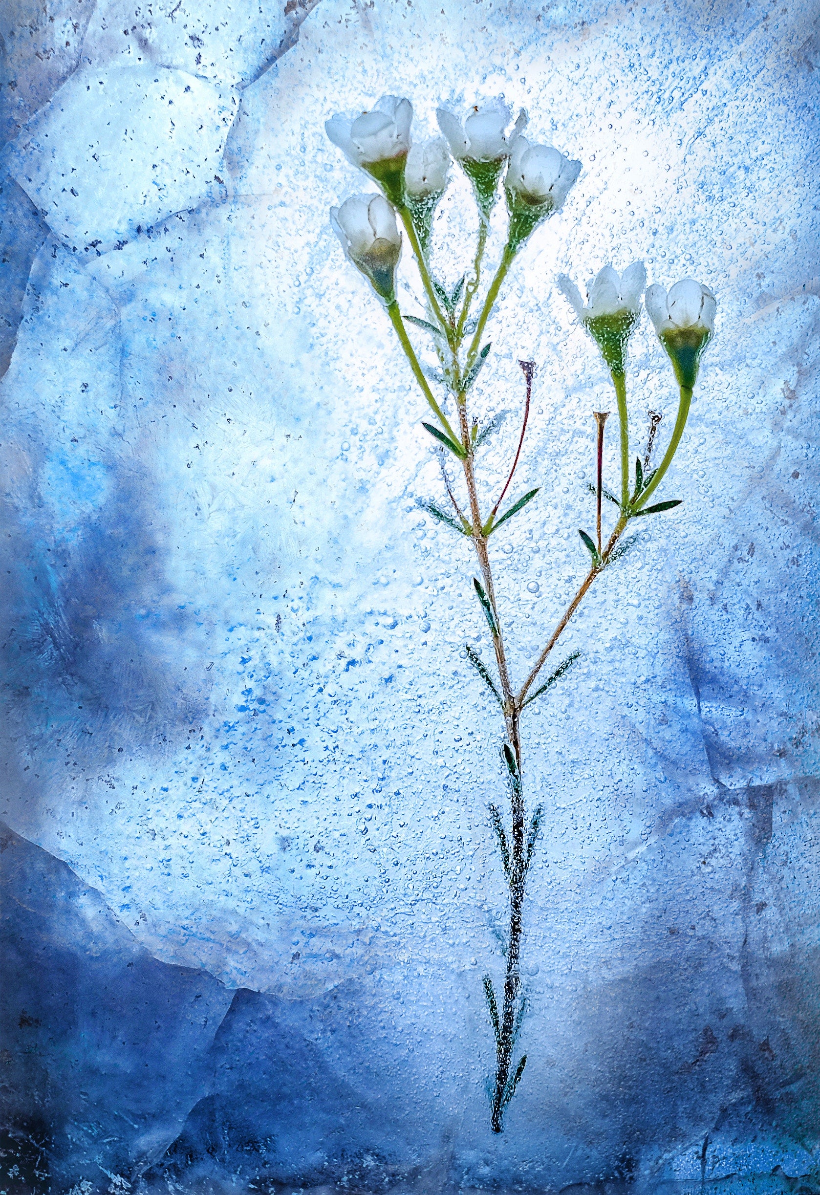 Interesting photo of flowers stuck in frozen water