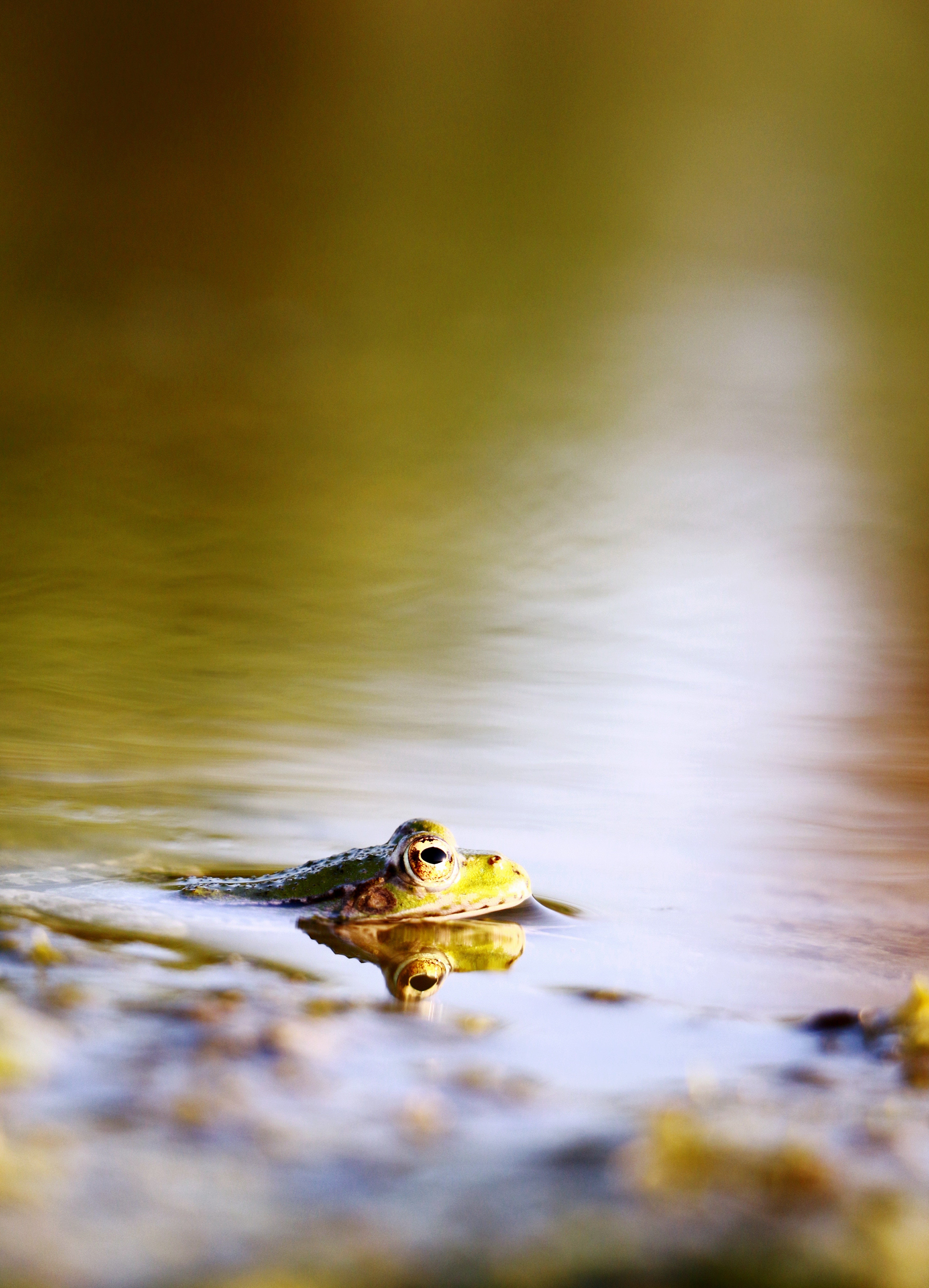 Frog in the water