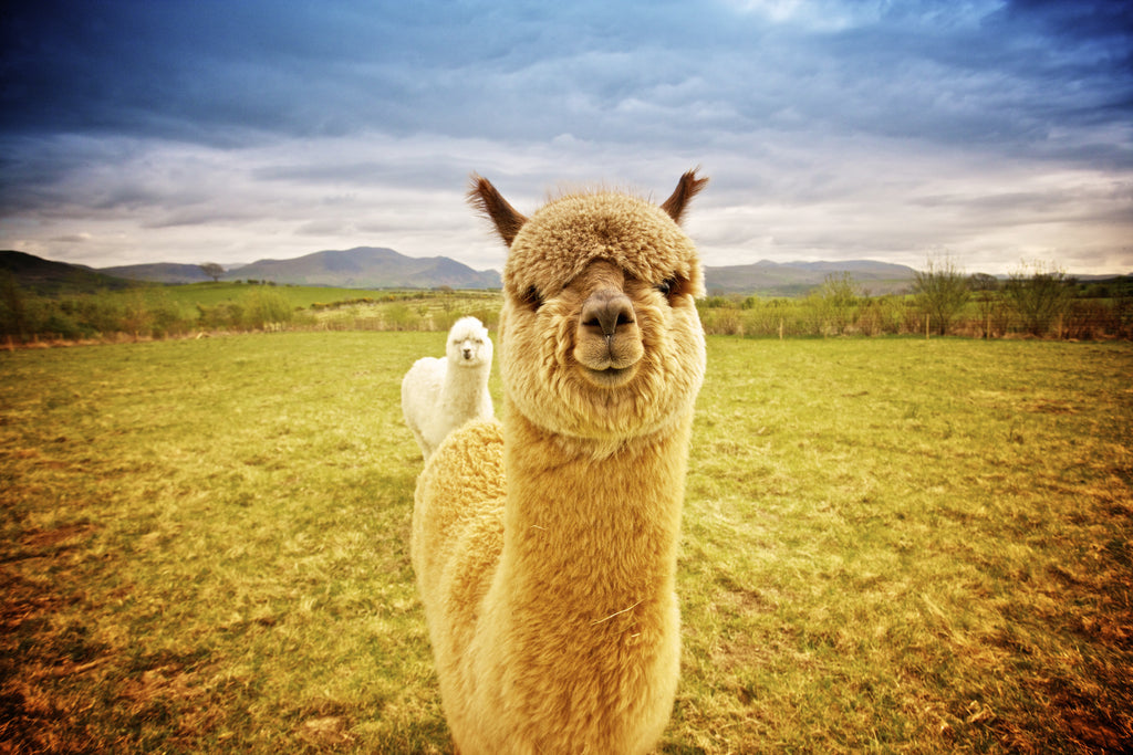 Happy alpacas in front of a beautiful landscape