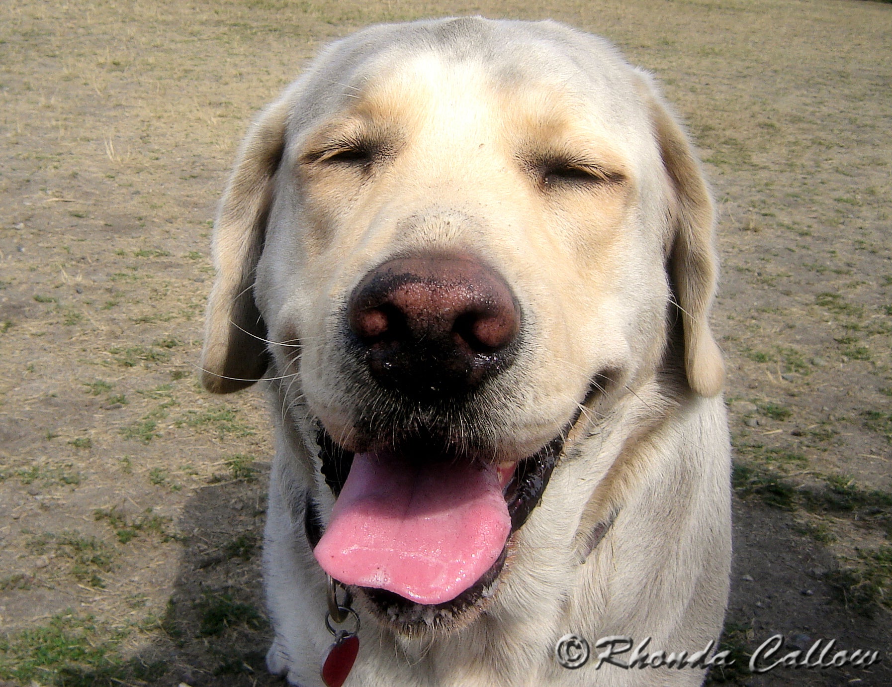 Photo of a happy and dirty yellow Labrador at an off-leash park in Victoria, BC, Canada