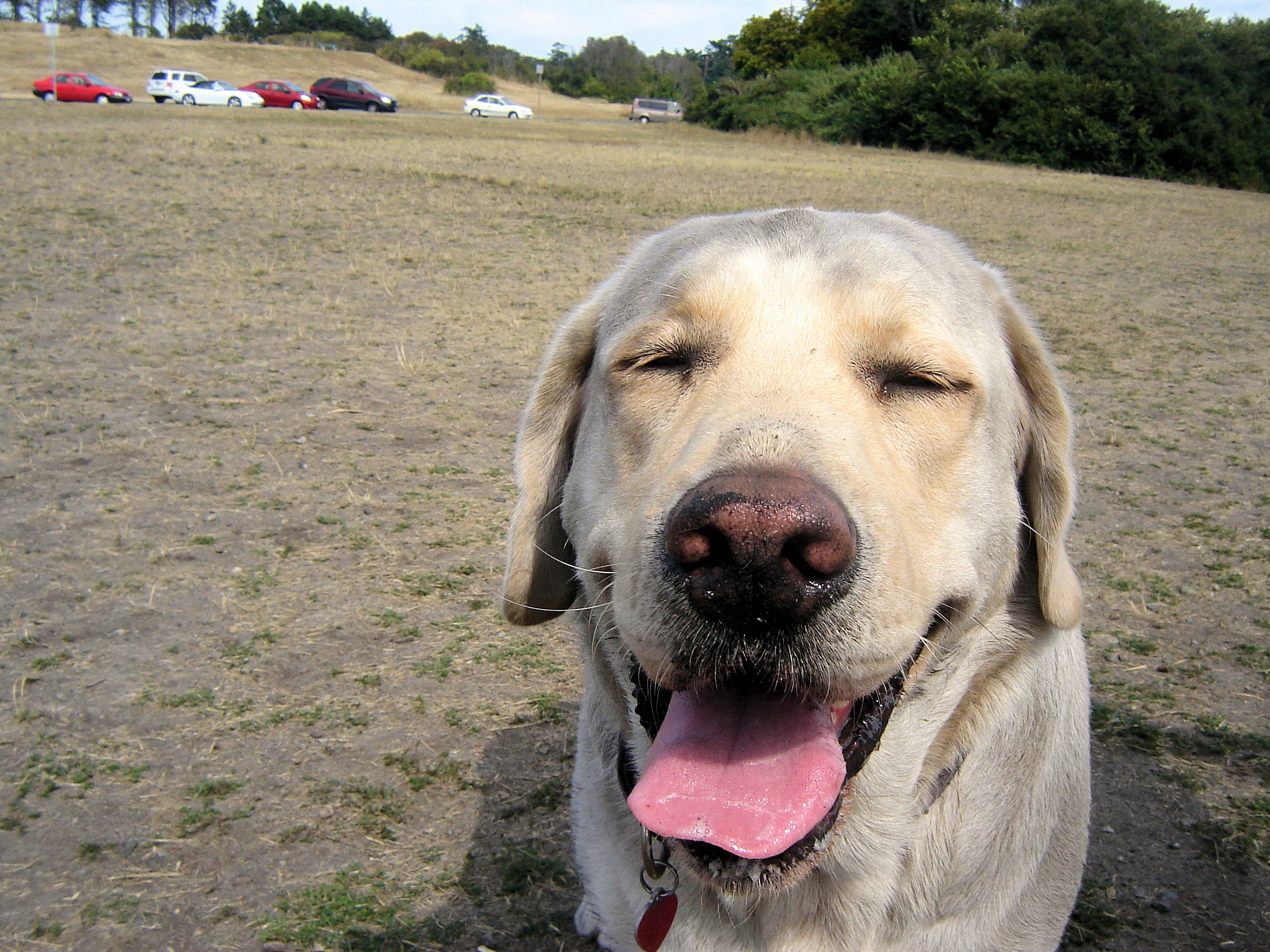 Happy, dirty dog at off-leash park in Victoria, BC, Canada