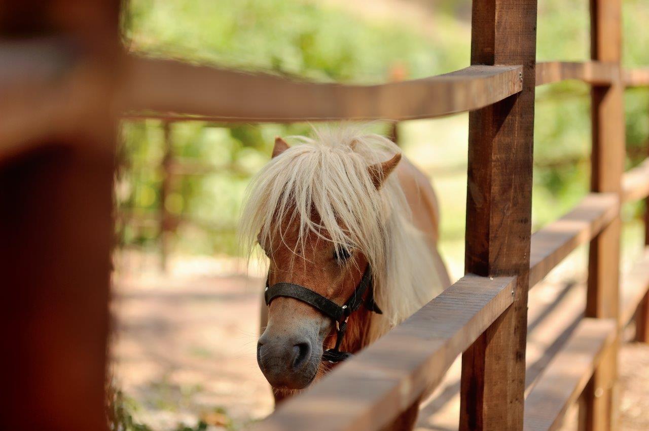 Horse looking through a wooden fence 