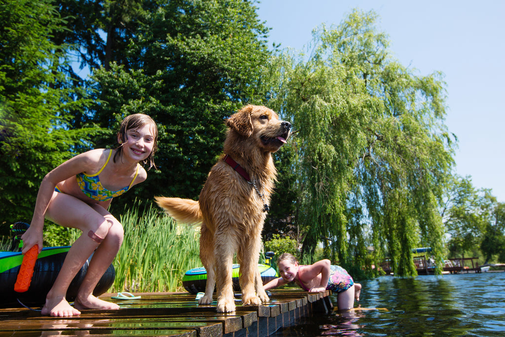 Children swimming and playing with their dog at a lake in the summer