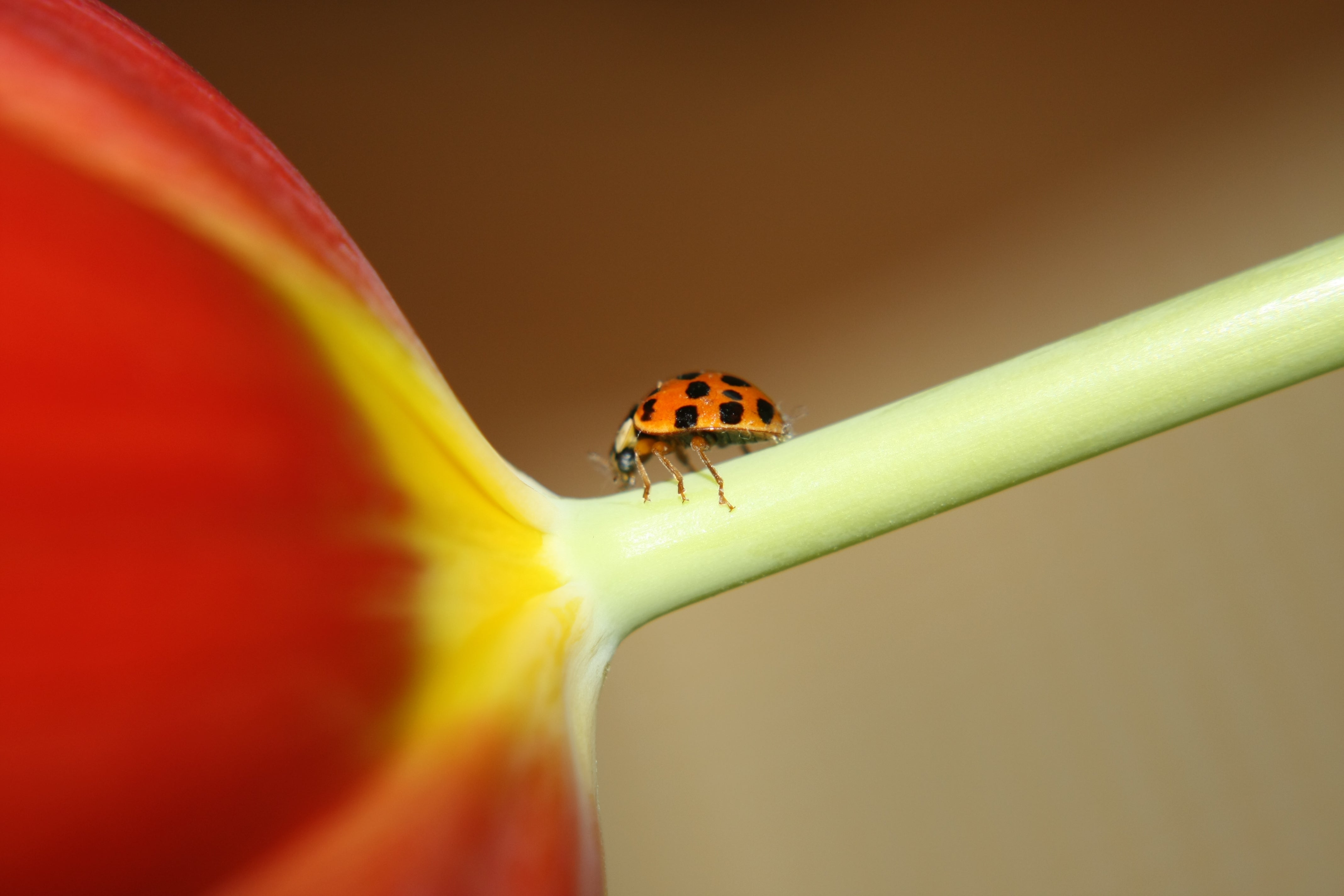 Close-up photo of a ladybug on the stem of a flower