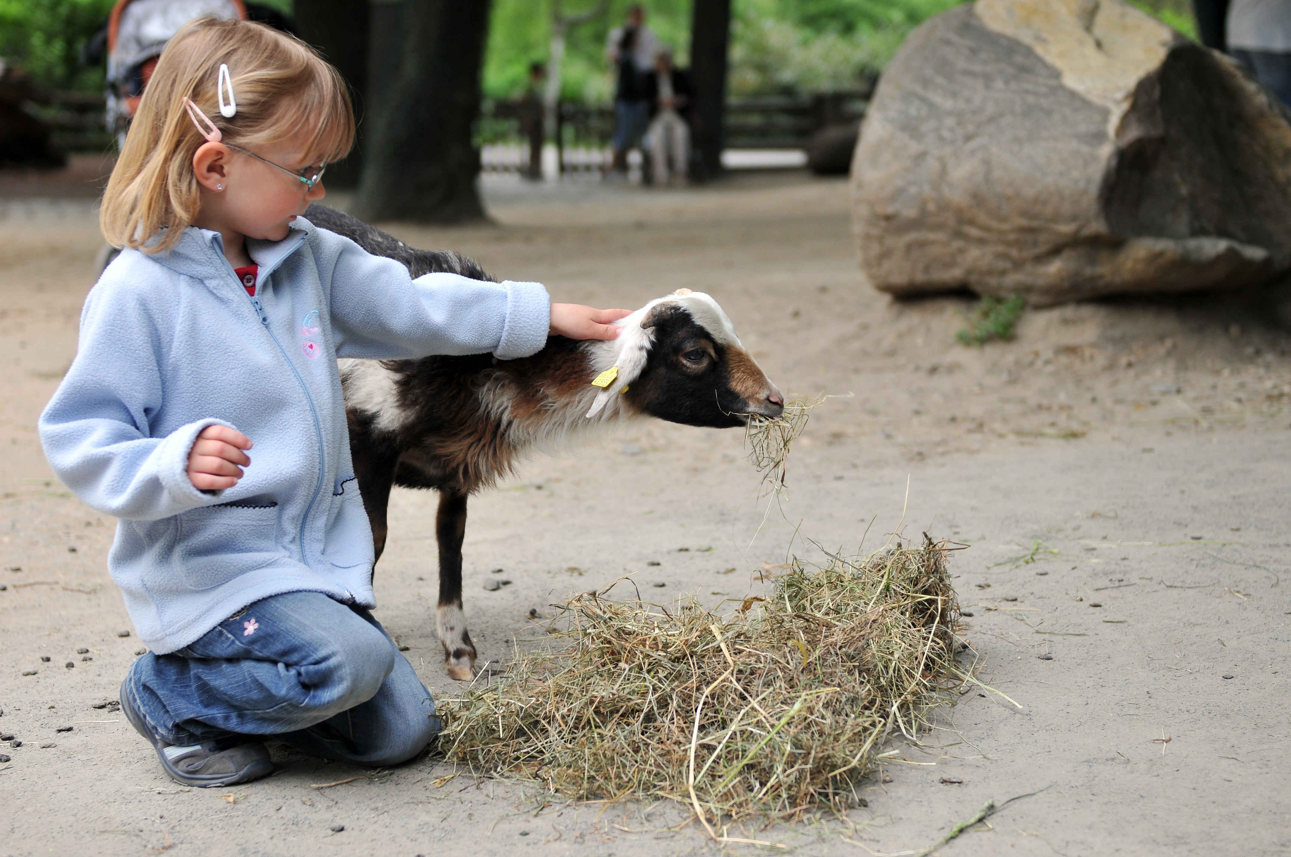 Little girl petting a baby goat that's eating hay