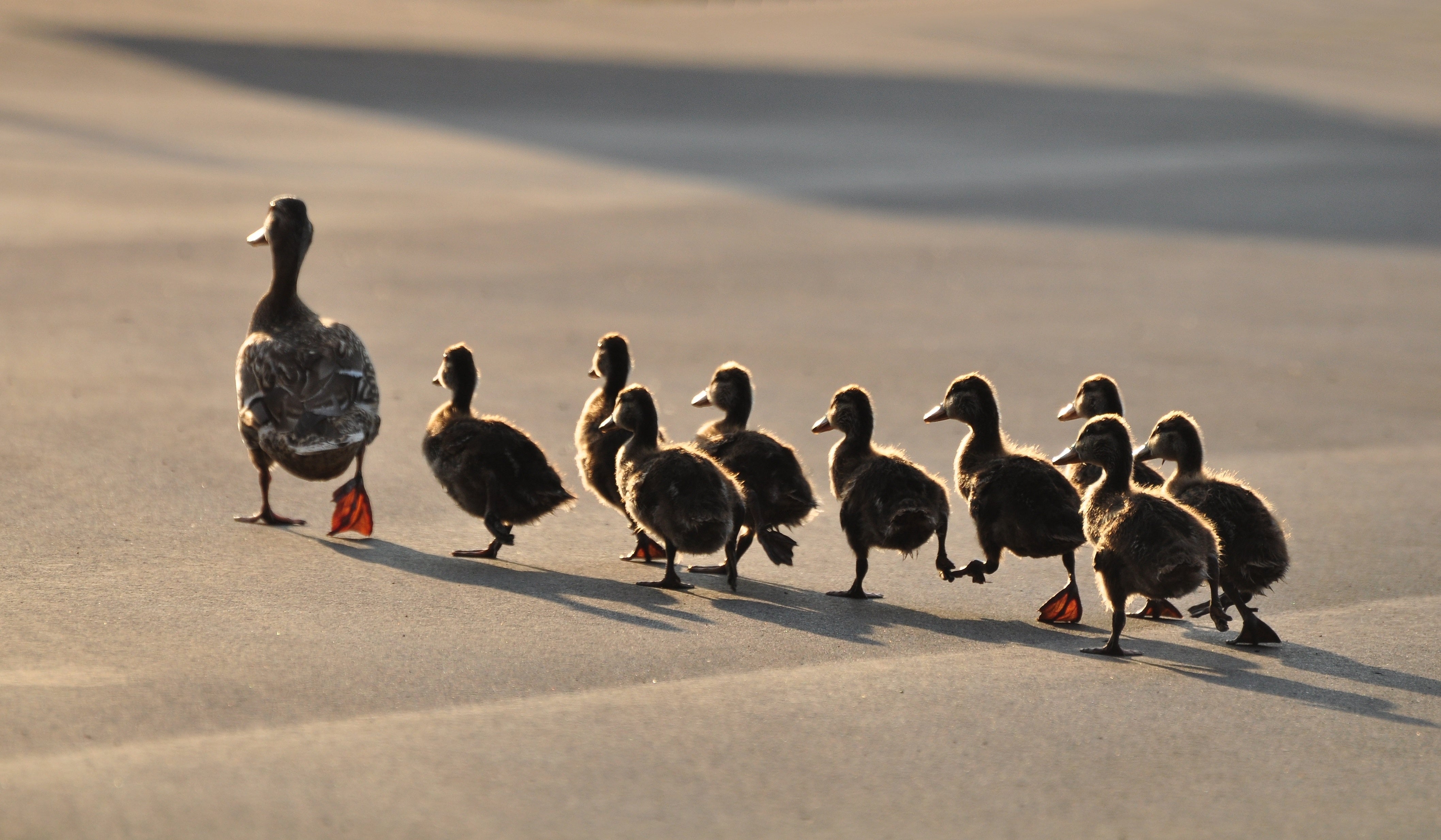 Mother duck with her ducklings