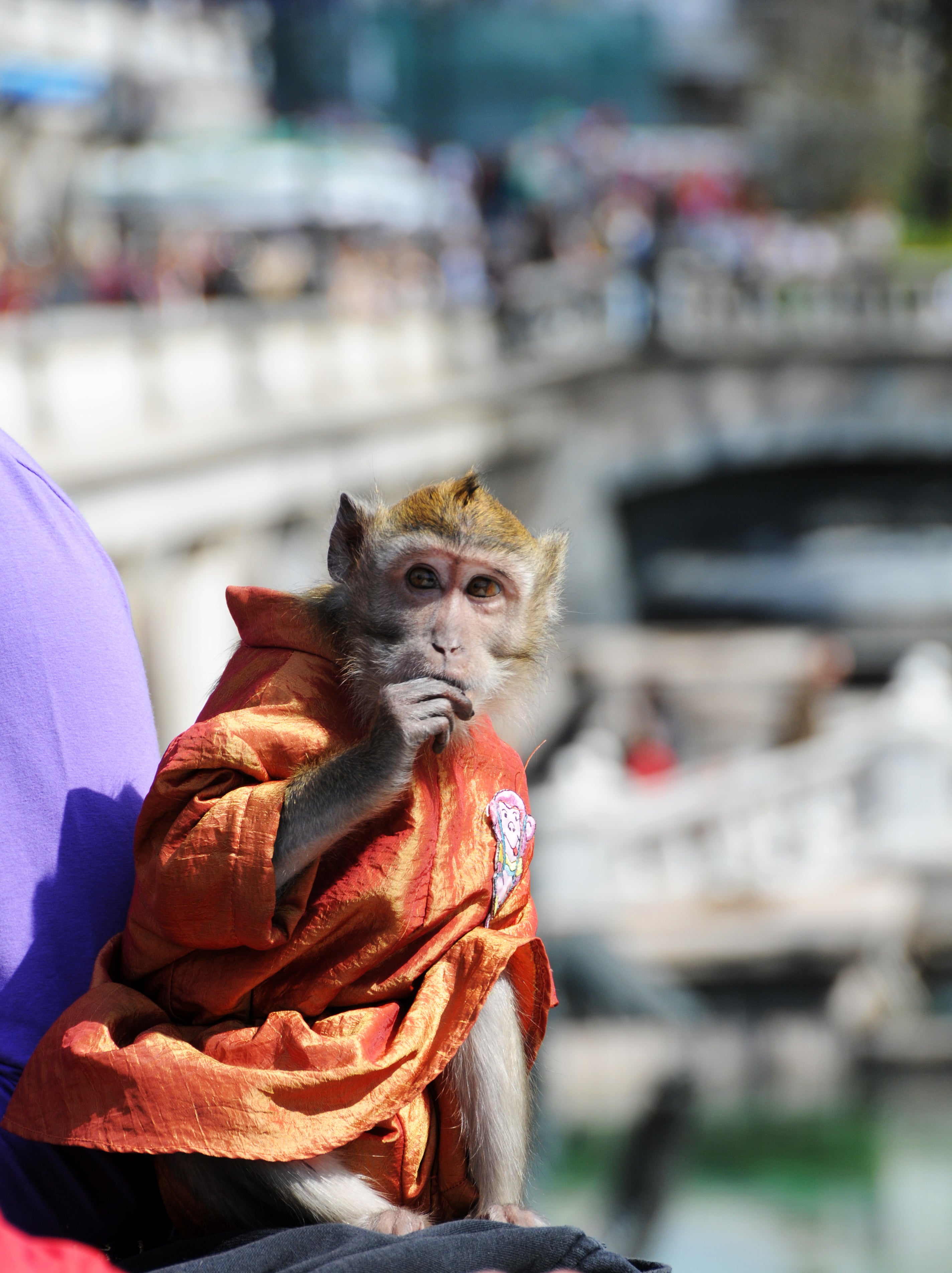 Monkey busking in Russia