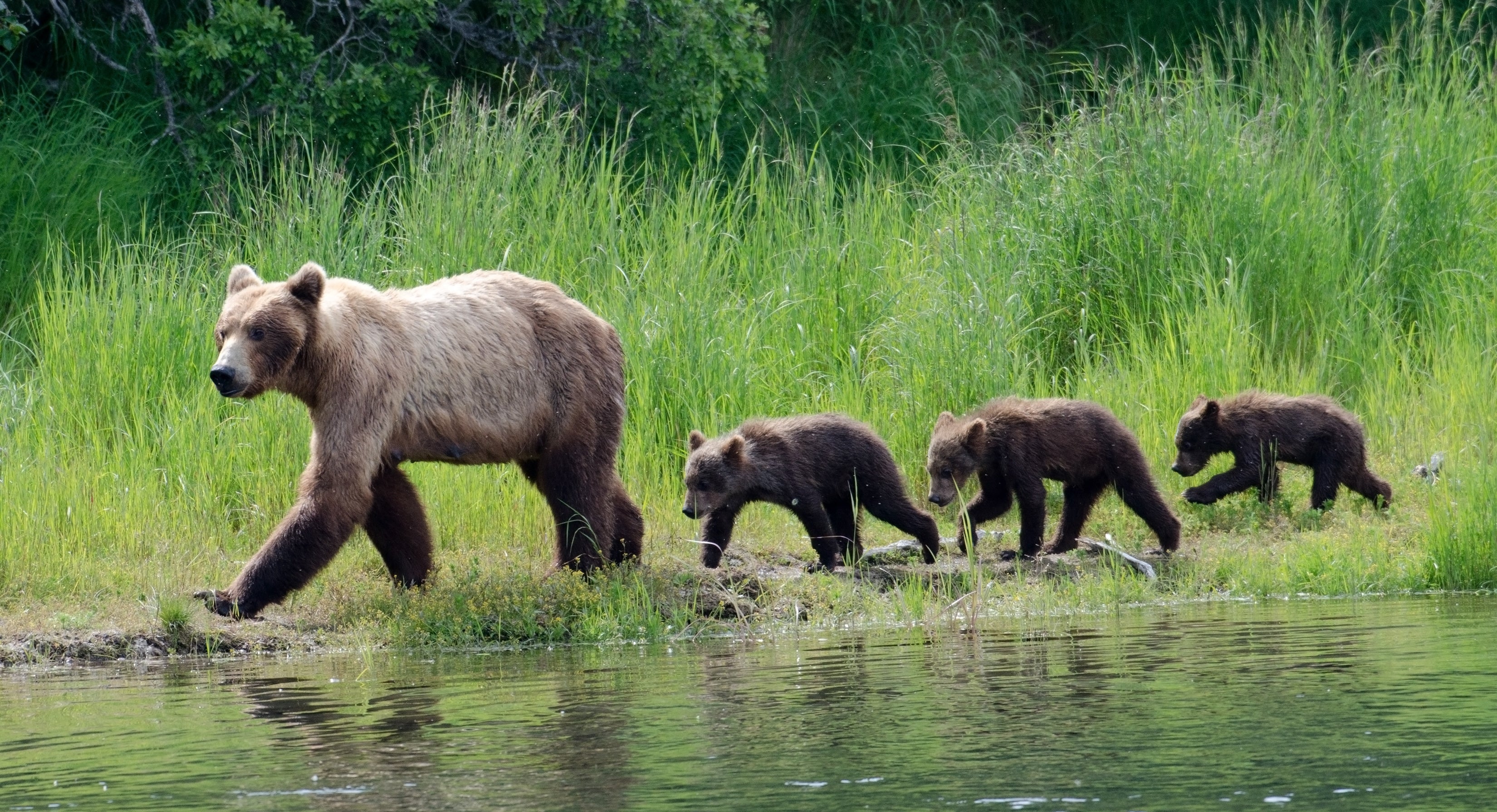 Mother bear and her three baby cubs