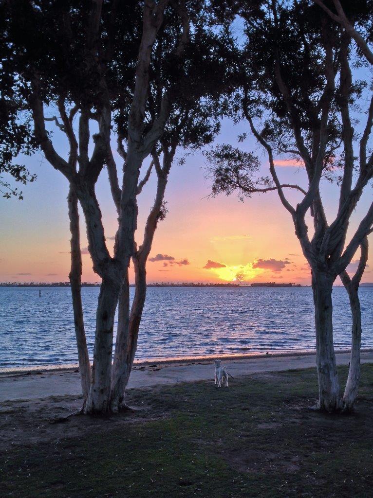 Trees on a beach framing a dog and the sunset