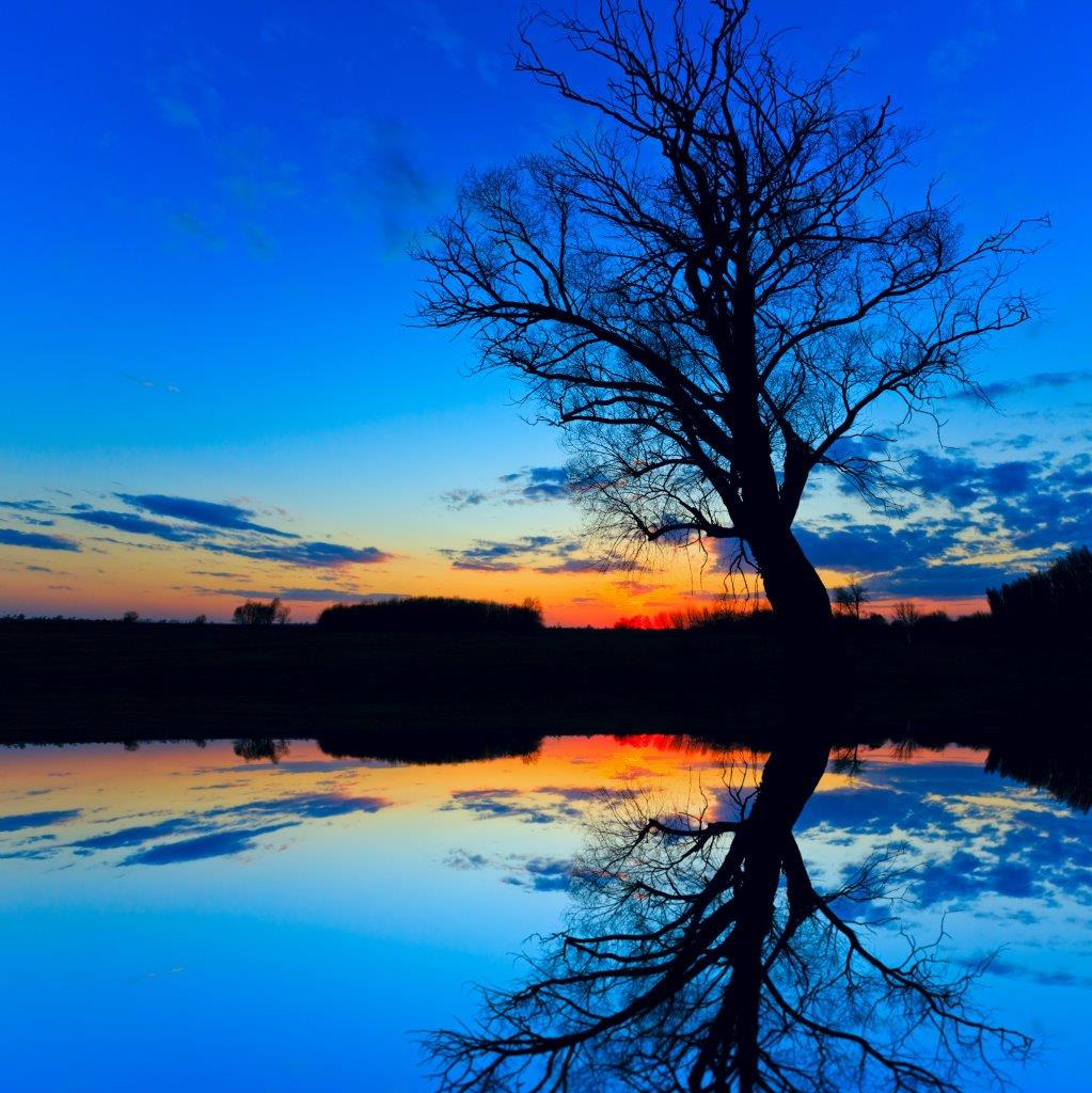 Silhouette of an old tree at night with reflections on water with vibrant colours