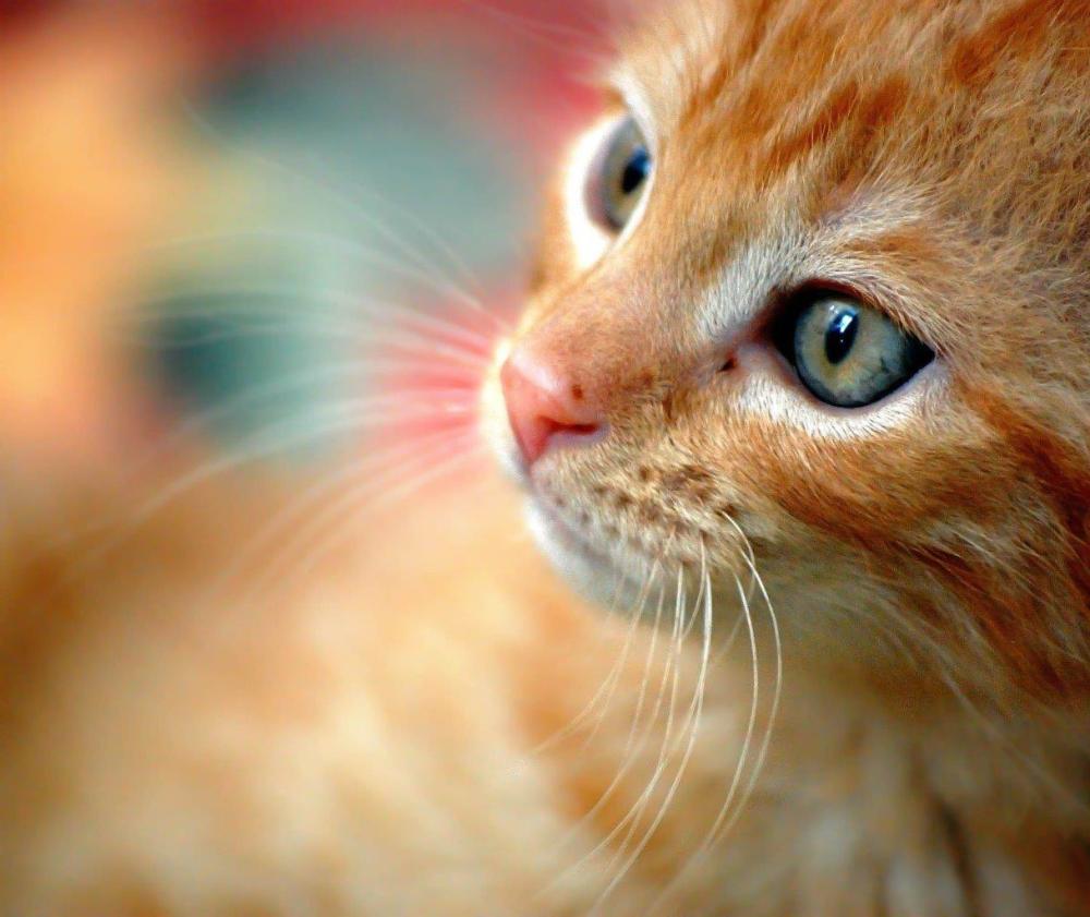 Close-up photo of an orange cat with a shallow depth of field