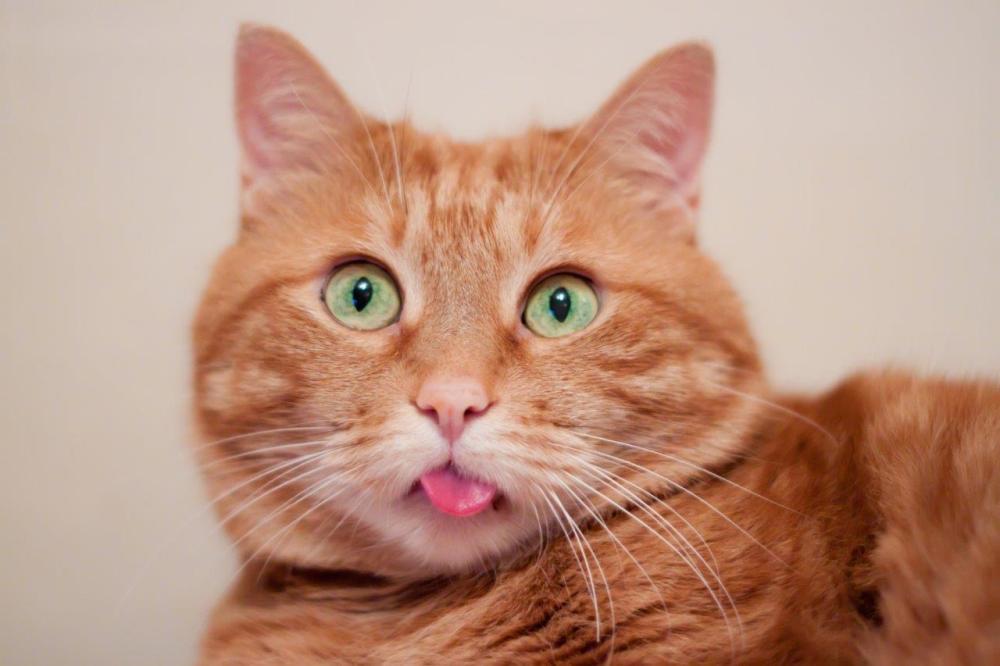 Funny picture of an orange cat with its tongue sticking out