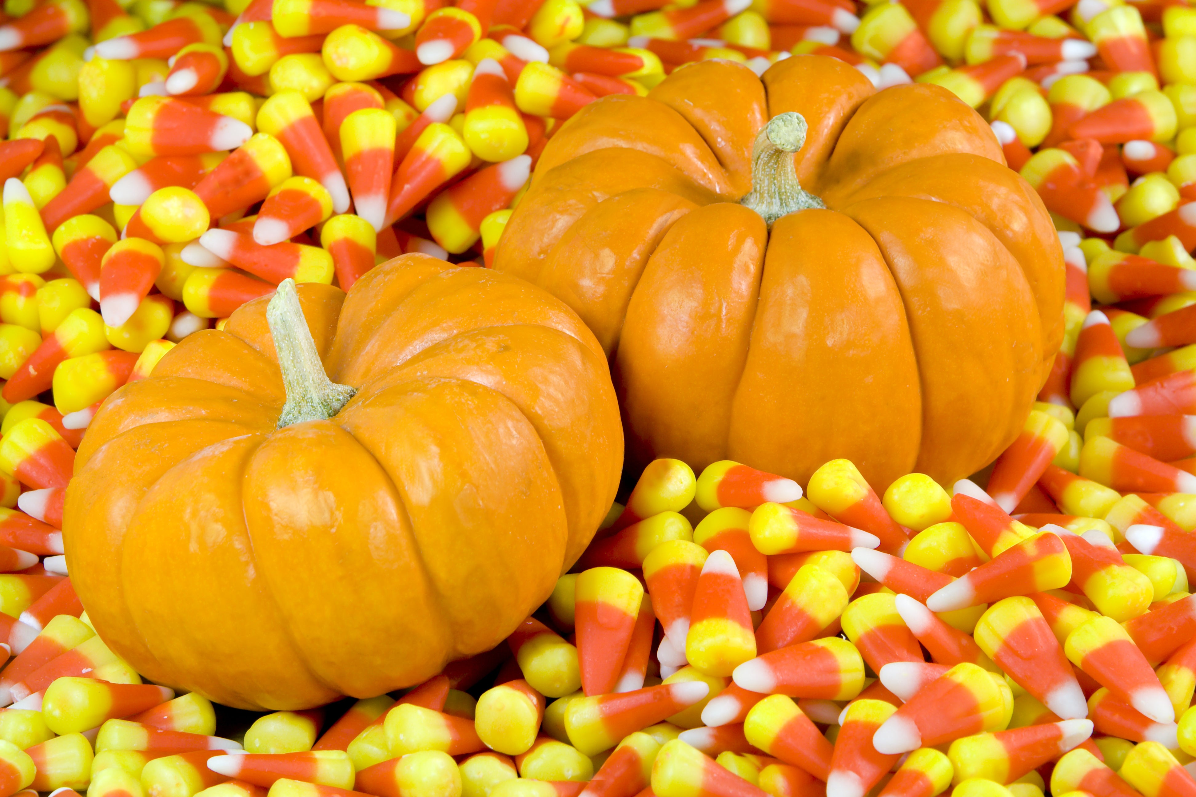 Pumpkins sitting on a pile of candy corn