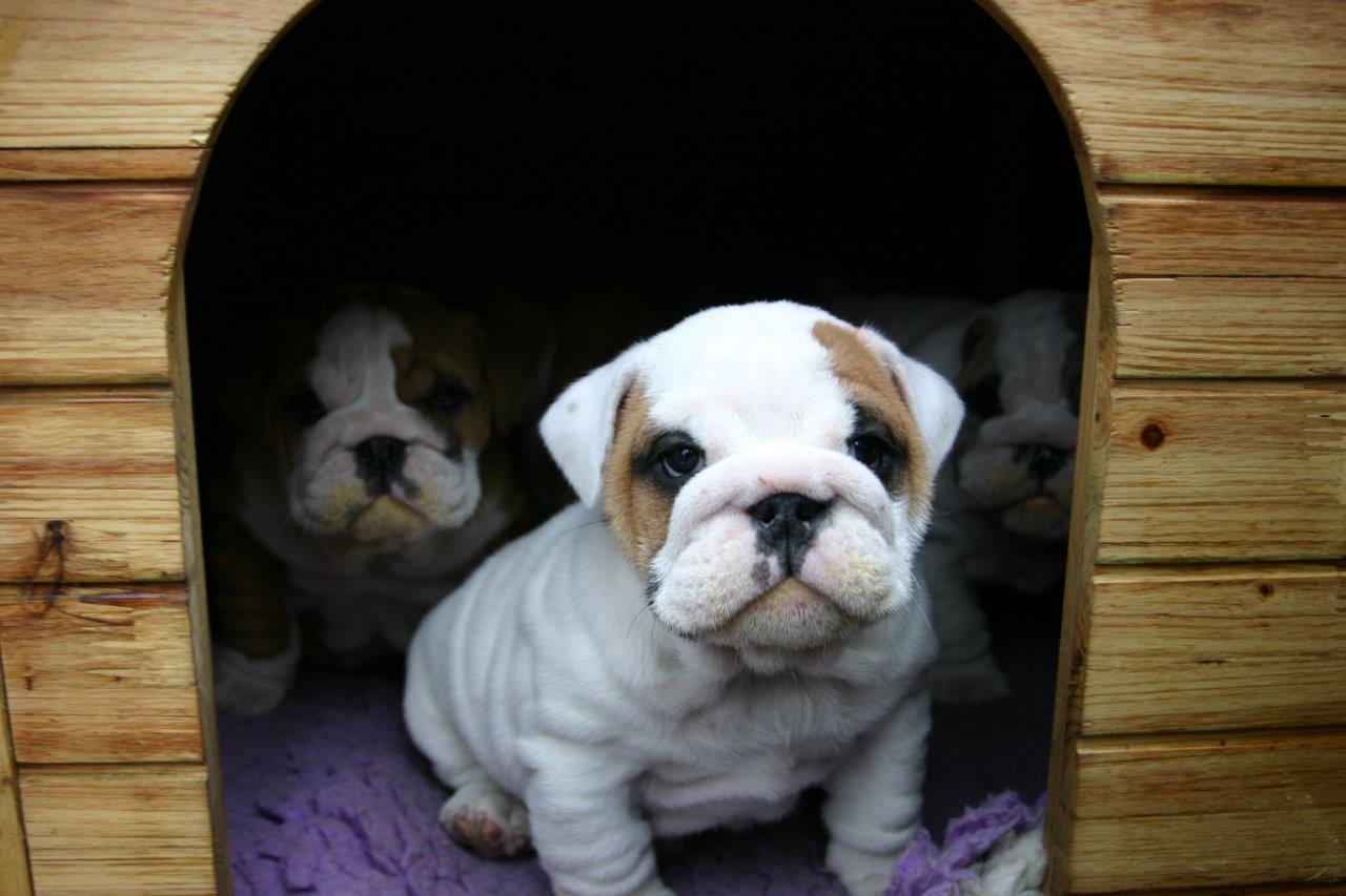 Puppies in a wooden doghouse as an example of compositional framing