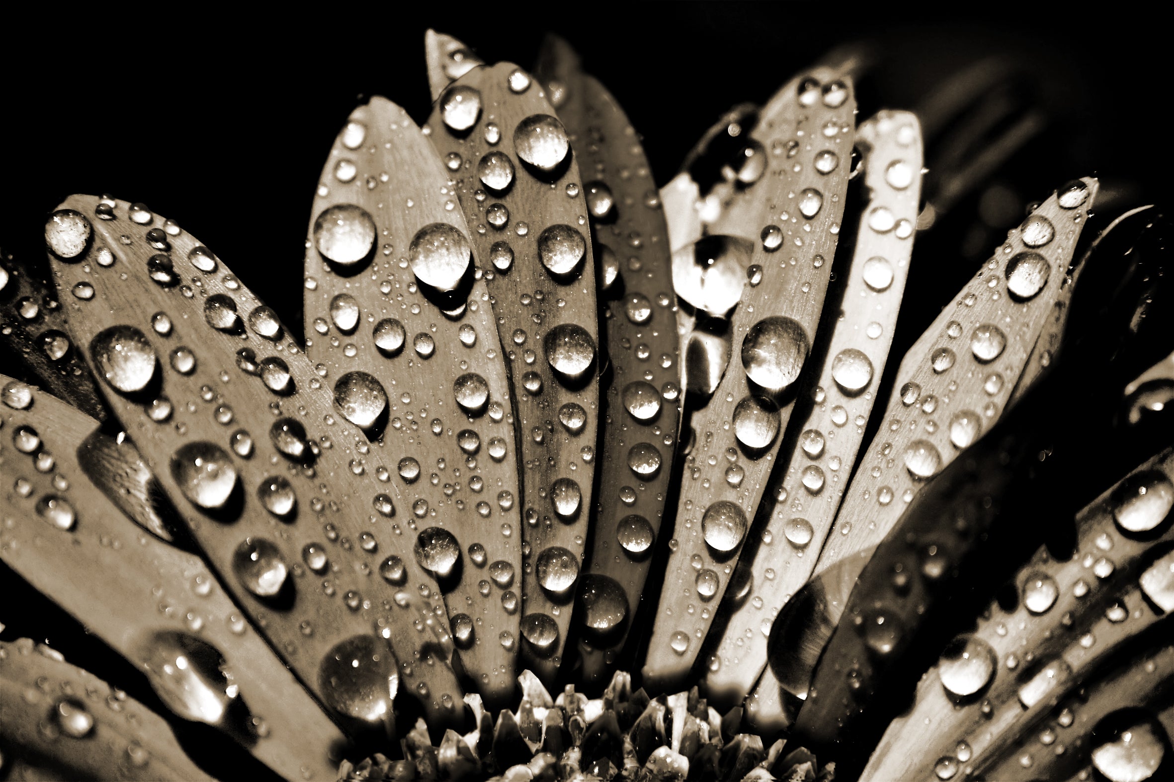 Close-up photo of flower petals with water droplets in sepia