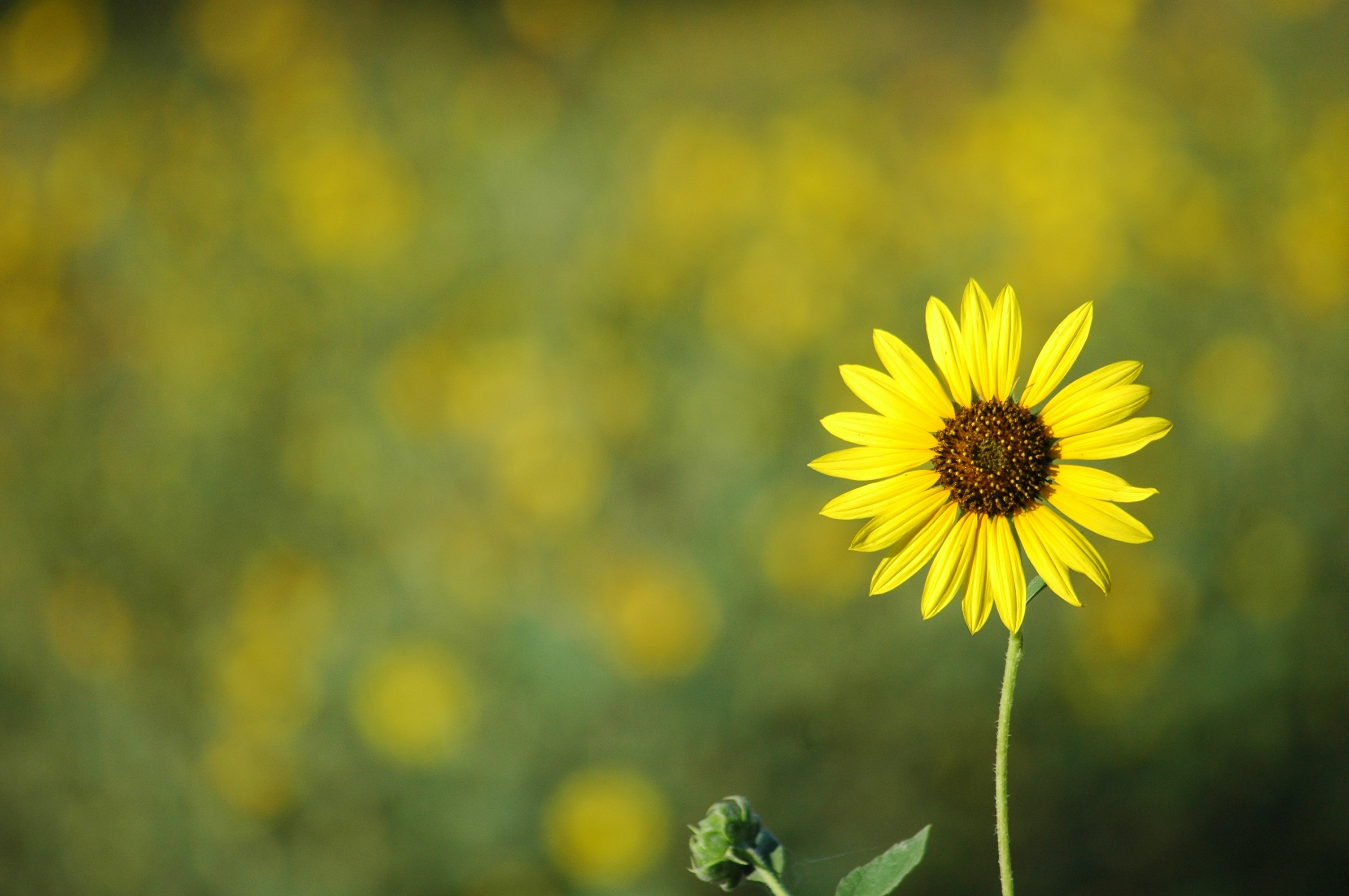 Yellow flower with a shallow depth of field