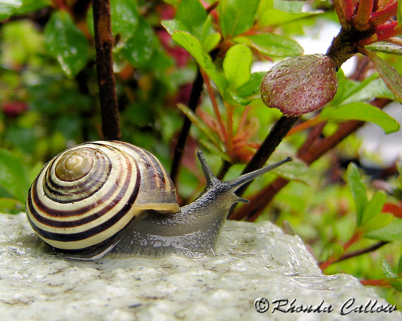 Close-up of a snail on the steps in the spring rain