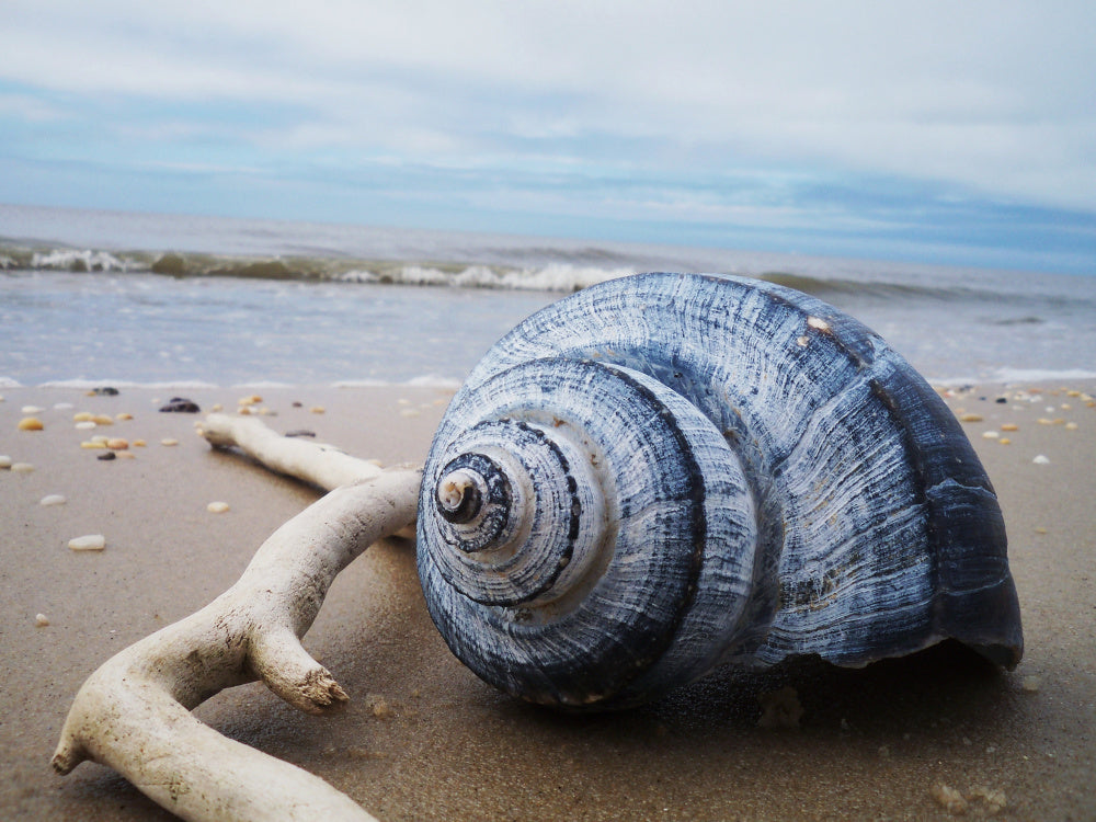 Beach photo of a shell and stick in the sand with ocean in the background