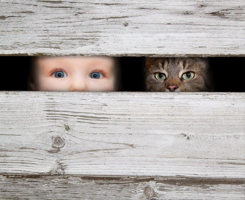 Toddler and Cat Looking Through Fence