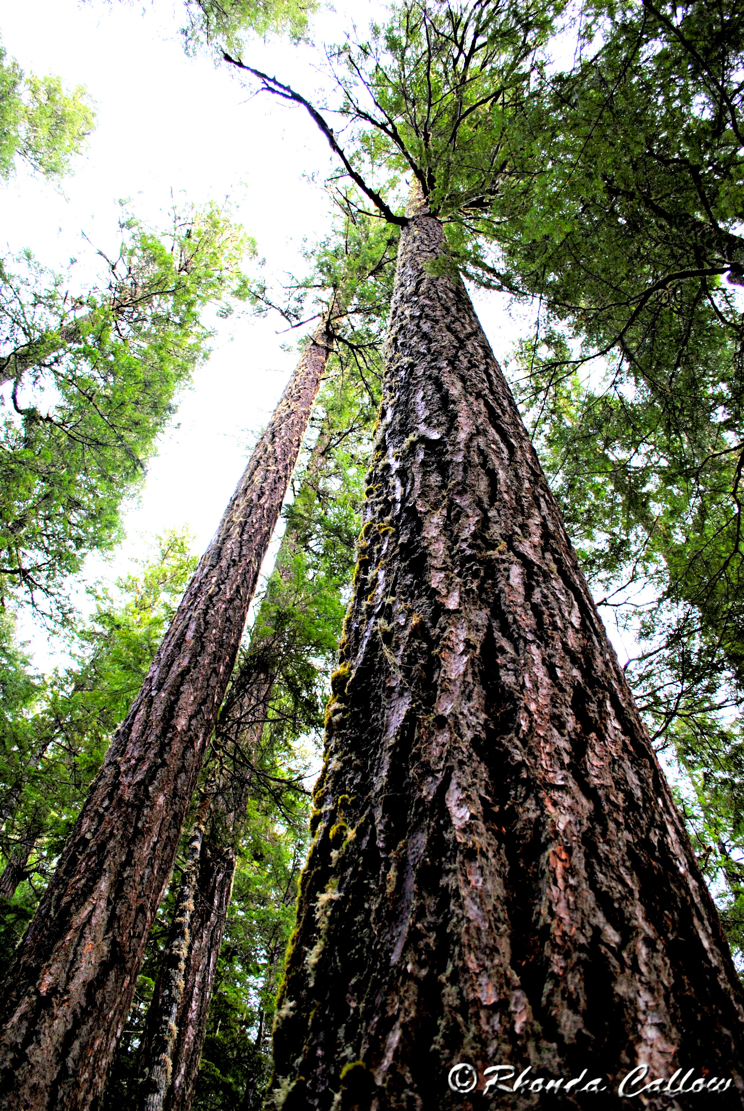 Trees in a forest on Vancouver Island, BC. Photographed from an interesting angle.