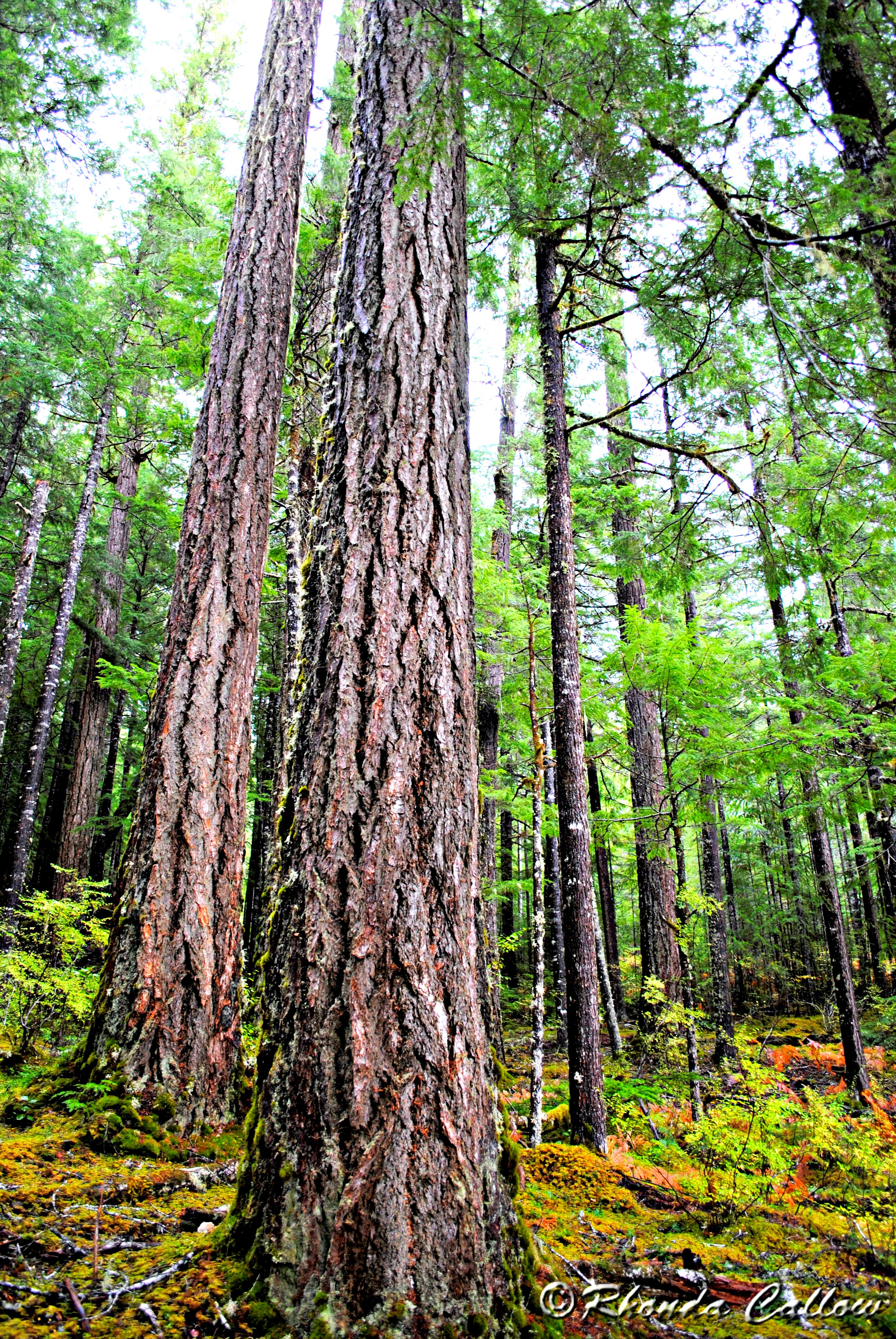 Tree in a forest in Gold River, BC, Canada