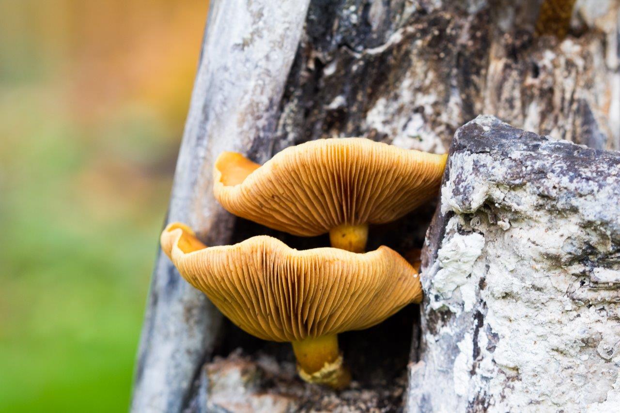 Mushrooms growing from a tree - example of how to photograph textures