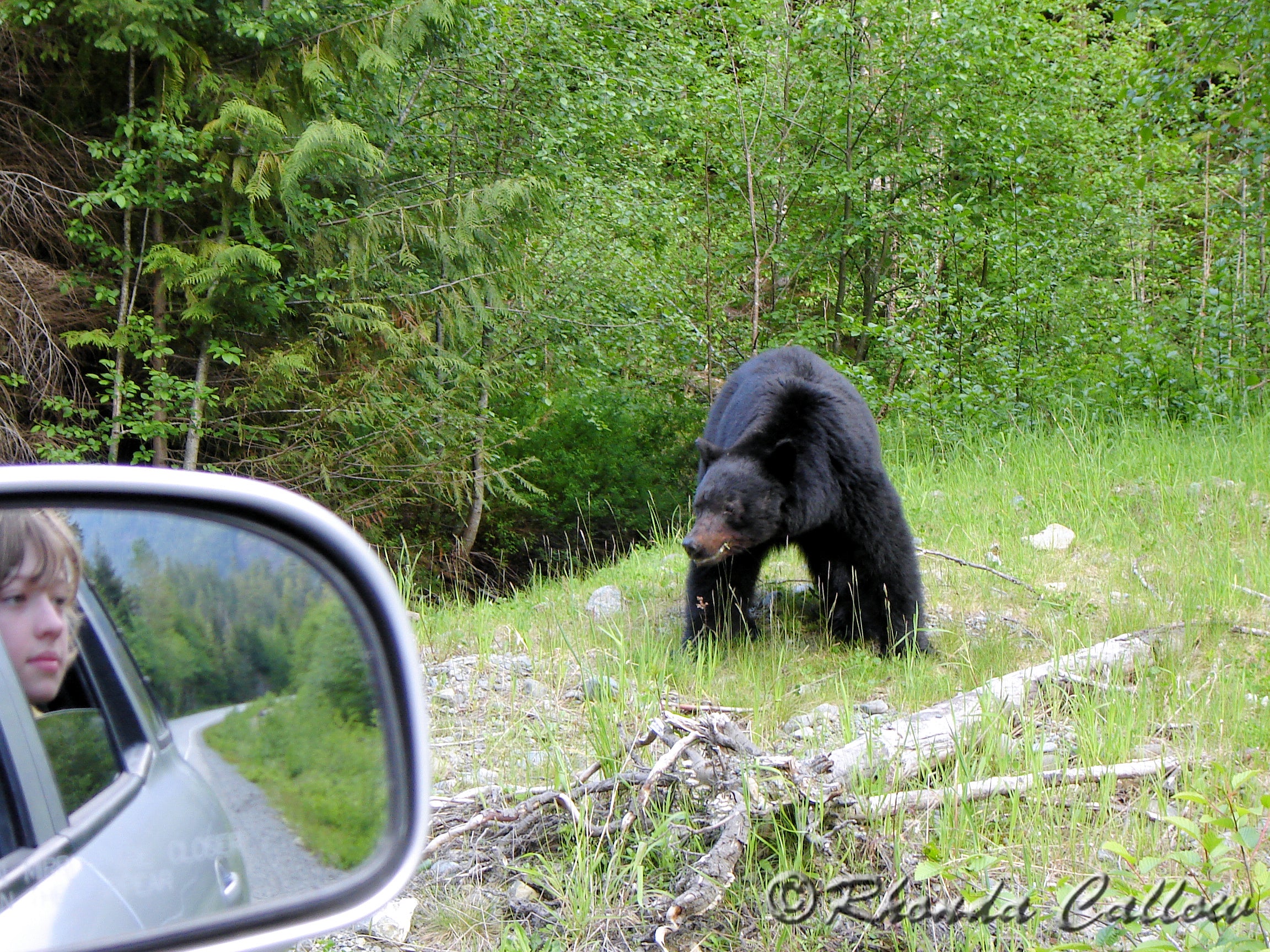 Boy looking at a black bear from the safety of the vehicle 