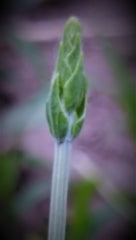 Lavender plant.  Closeup of lavender bud