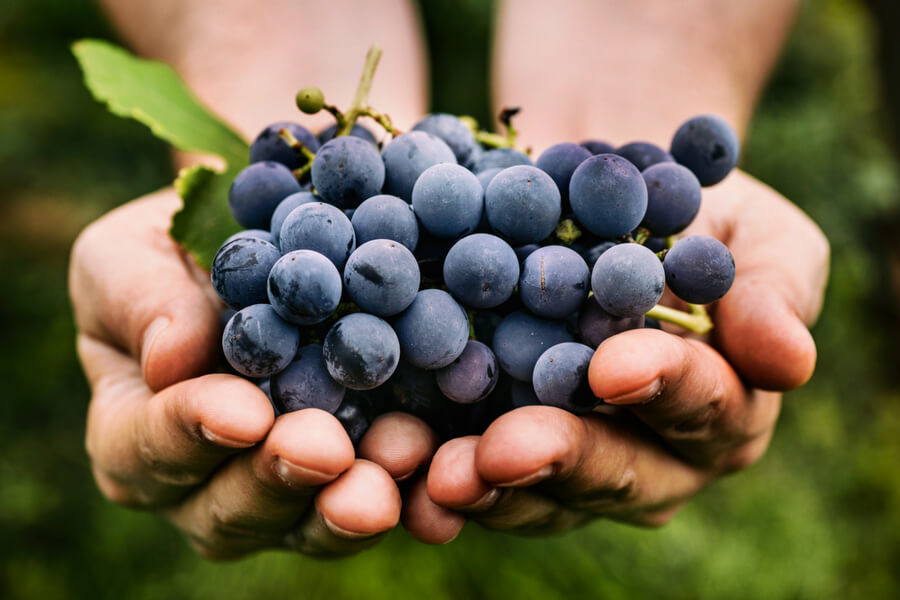 The power of grape seed extract