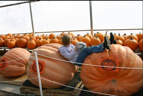 Stillwater Harvestfest giant pumpkin weigh-off, 2005. Image courtesy of Shannon Engel