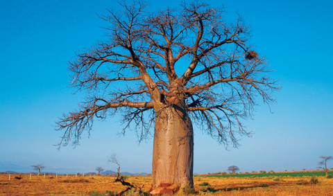 Baobab Tree