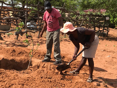 Baobab Guardian Planting Tree