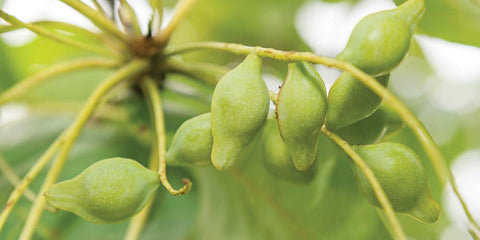 Kakadu plum