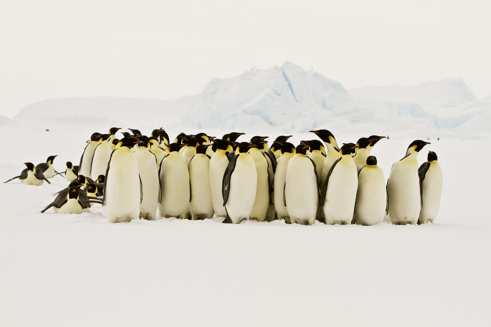 penguin species