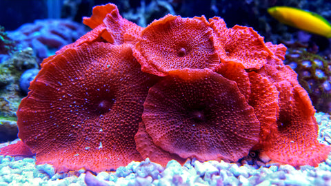 Preserve Coral Reefs