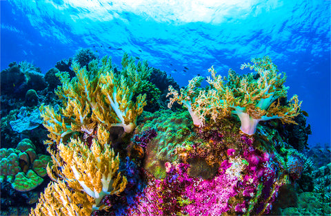 Coral Reef Threats