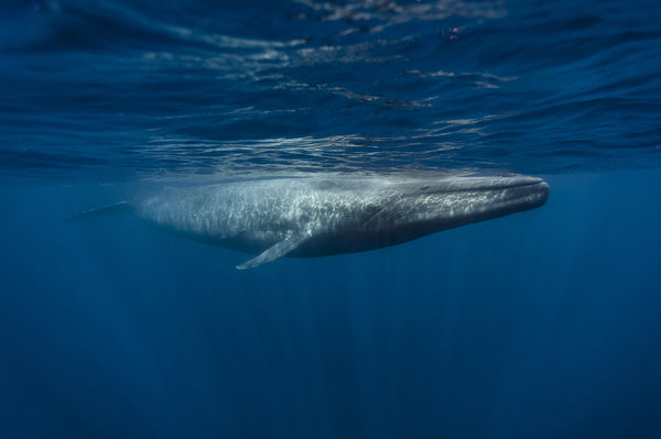 Whale Species in Crisis