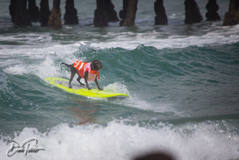 Natural Pet Oil sponsored surf dogs