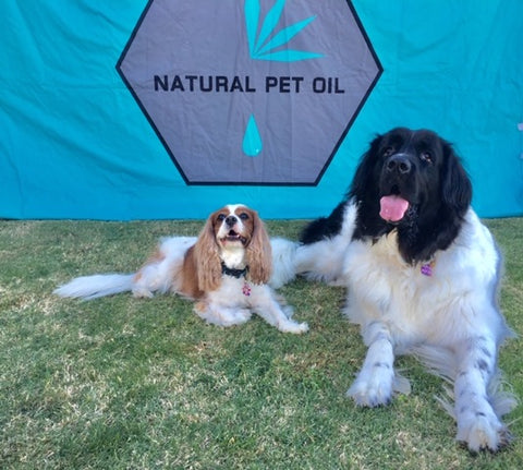 natural pet oil pet of the month