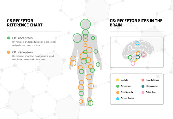 CBD: Endocannabinoid System