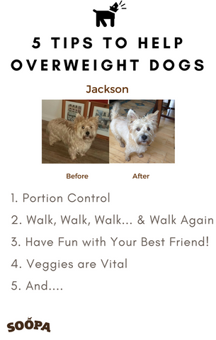 Overweight Dogs