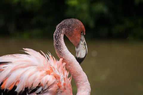 Free lisence CCO Flamingo picture to download