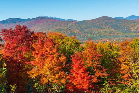 Shades of autumn