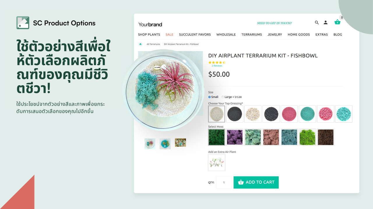 ตัวอย่างและรายละเอียดของ Plant Collective DIY Terrarium