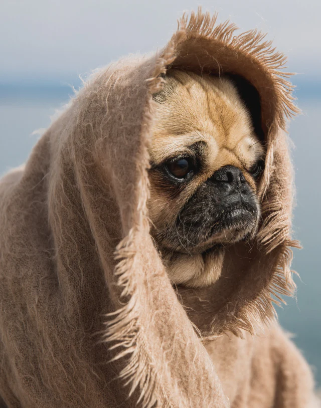 A very sad pug wrapped in a blanket